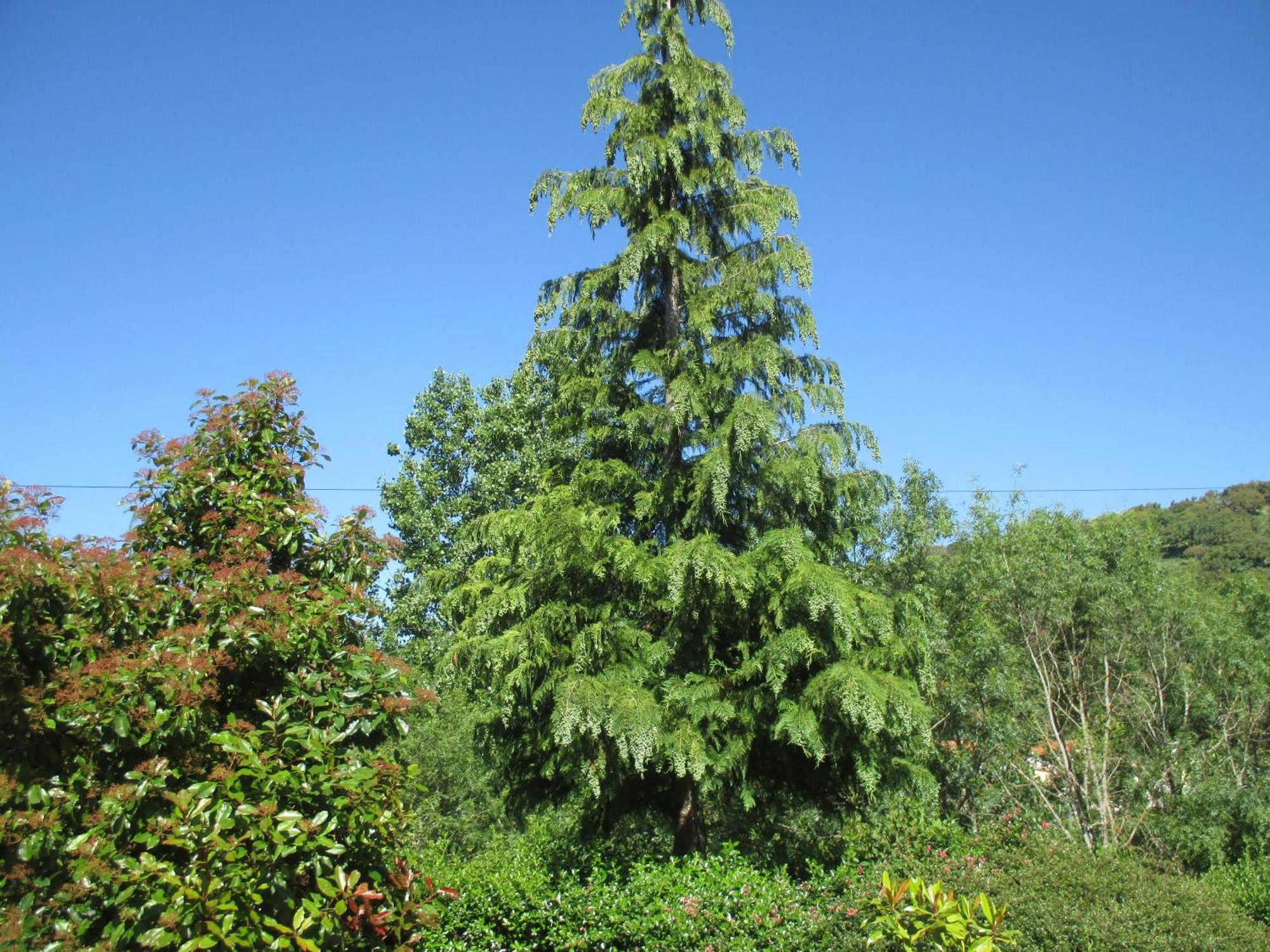 Bungalow "A Choupana" - Quinta Da Carvoica - Vale Pradinhos Vale de Pradinhos Exteriör bild